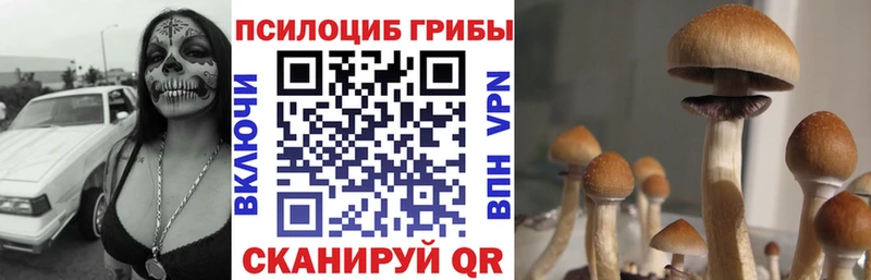 Галлюциногенные грибы Psilocybe Злынка